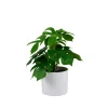 CASA Monstera Planta Varios Colores Online