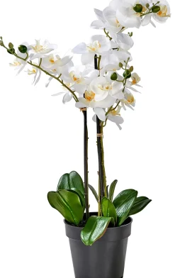 CASA Orchid Orquidea En Maceta Blanco Discount