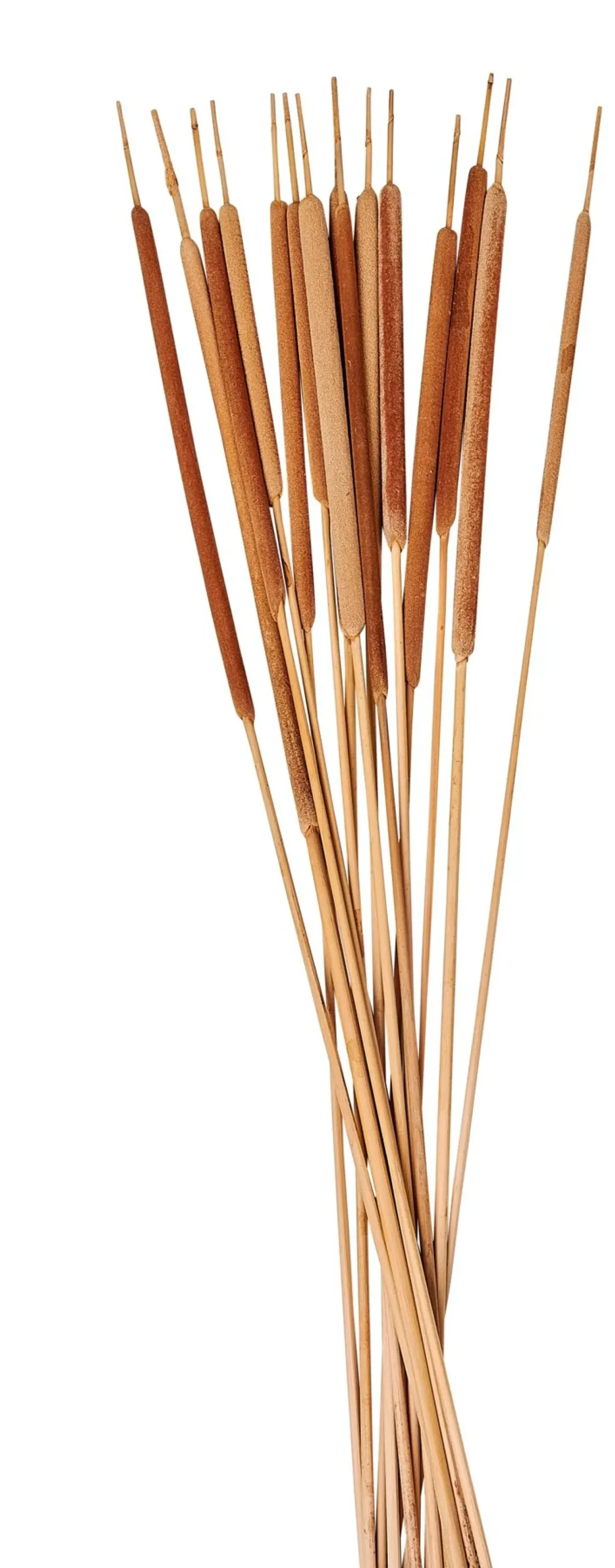 CASA Typha Canas Juego De 15 Natural Cheap