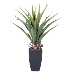 CASA Vera Planta Aloe Vera Verde Clearance