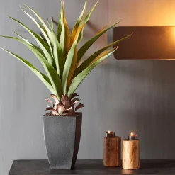 CASA Vera Planta Aloe Vera Verde Clearance